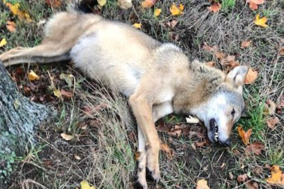 Wölfe: Wolf wird gleich von zwei Autos auf Bundesstraße angefahren
