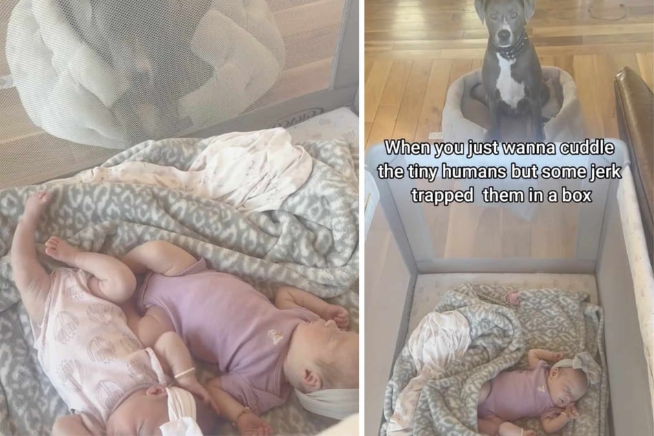 After the twins are born, this dog wants nothing more than to be near them.