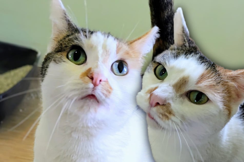 Nach dem Auszug ihrer Kitten: Jetzt wartet Katzenmama Lore auf ihr großes Glück