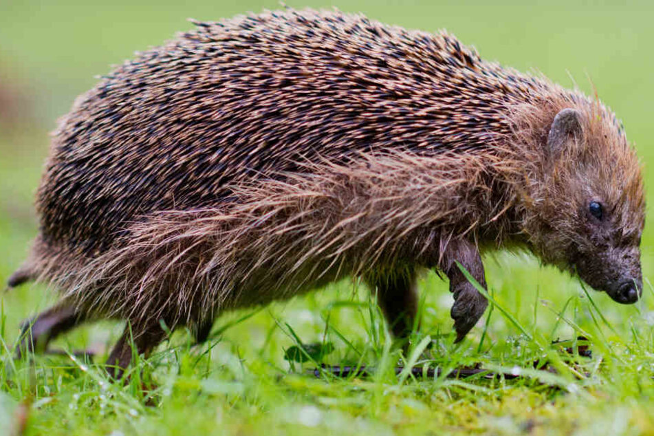 Wenn Ihr die Stachelritter füttern wollt, könnt Ihr etwa ungewürztes Rührei oder Hundetrockenfutter verwenden. (Symbolbild)