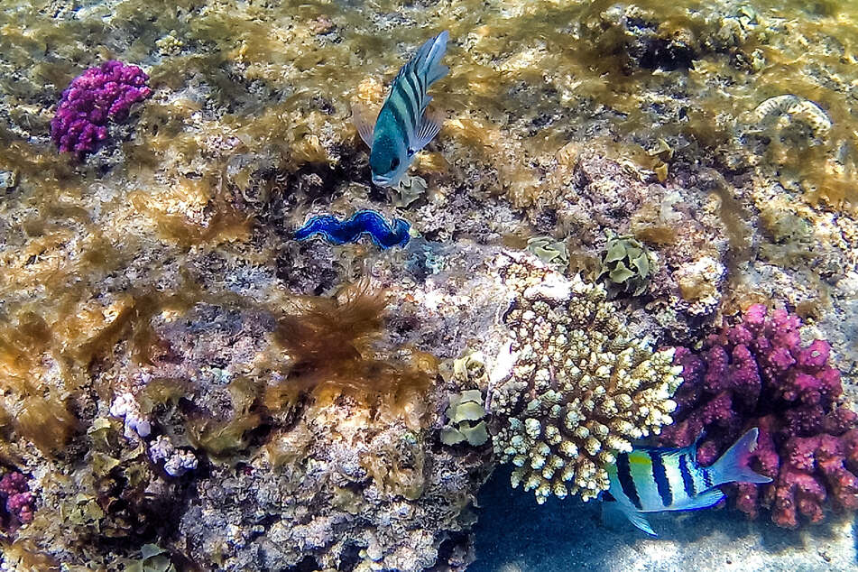 The world's coral reefs, like this one in the Red Sea off the coast of Egypt, are considered highly endangered due to climate change.