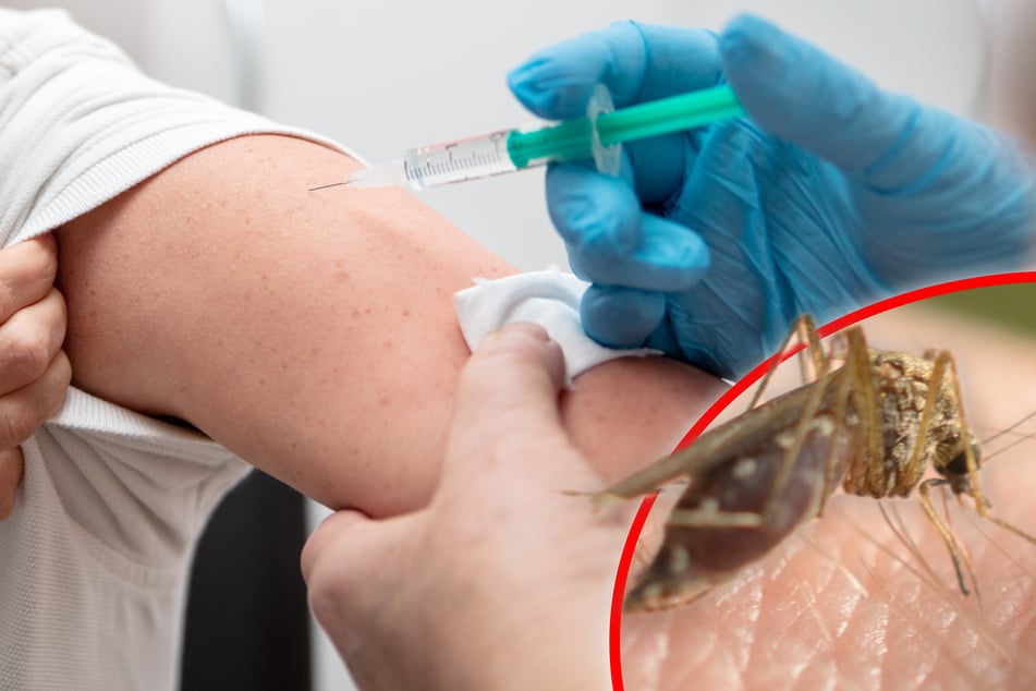 Mücken übertragen gefährlichen Virus: Behörden schlagen Alarm