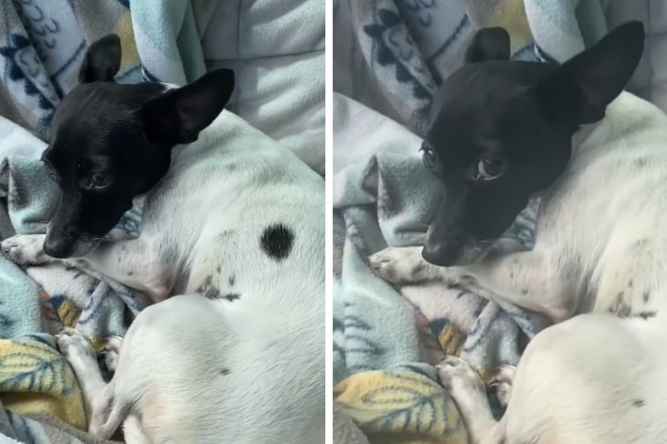 Hund zittert vor Angst und Trauer: Was das Tierheim dann für ihn tut, geht zu Herzen