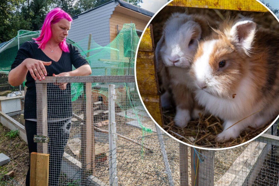 Kopfgeld ausgesetzt! Wer kennt den Kaninchen-Verstümmler?