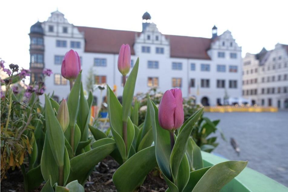 Blumenfans dürften auf der Landesgartenschau in Torgau auf ihre Kosten kommen.