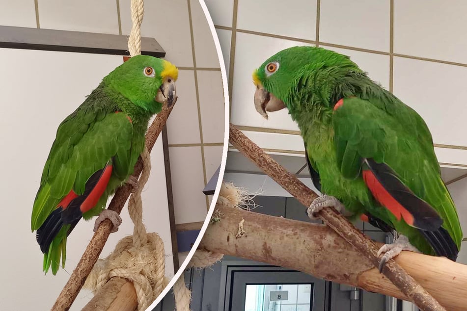 Der Gelbstirnamazonenhahn "Cookie" hofft endlich auf artgerechte Gesellschaft.