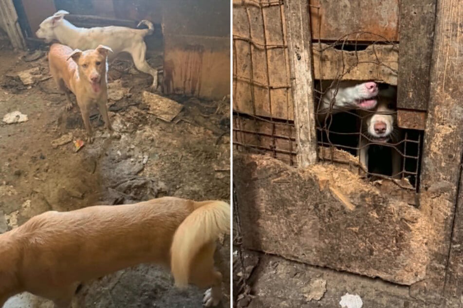 Neben Müll häuften sich Schmutz und tierische Exkremente auf dem Boden des Hauses.
