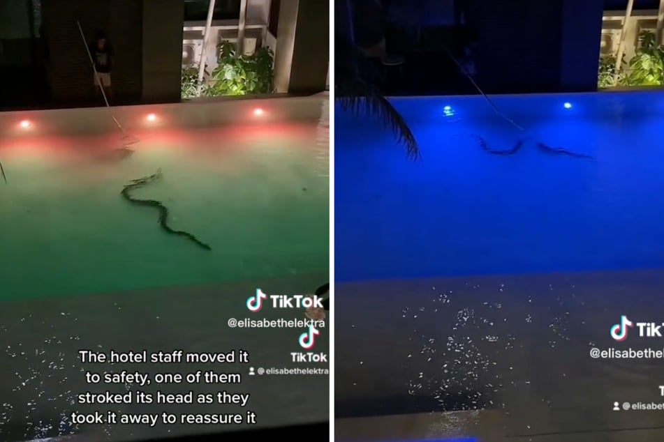 Mit einem etwas unproportionalen Kescher versuchte das Hotelpersonal immer wieder, die riesige Schlange aus dem Wasser zu angeln.