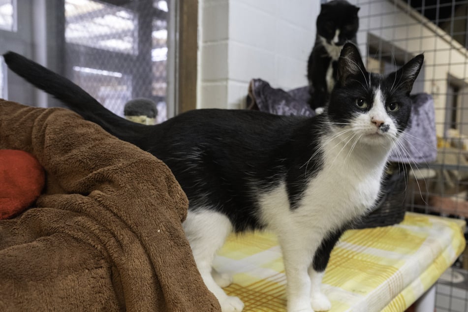 In vielen hessischen Tierheimen wie hier in Frankfurt fehlt schlichtweg der Platz, um weitere streunende Katzen aufzunehmen.