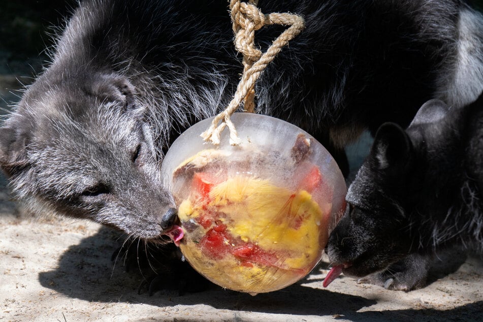 Polarfüchse im Opel-Zoo schlecken sich durch eine "Eisbombe", in der auch einige Leckereien für die Tiere zu entdecken sind.