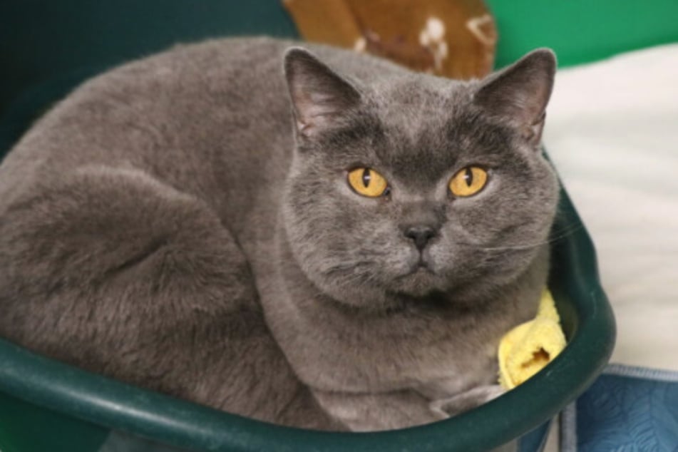 Die graue Britisch-Kurzhaar-Dame Bayli ist erst vor Kurzem ins Tierheim gezogen.