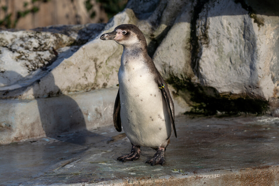 Drei junge Humbolt-Pinguine wohnen fortan im Kölner Zoo.