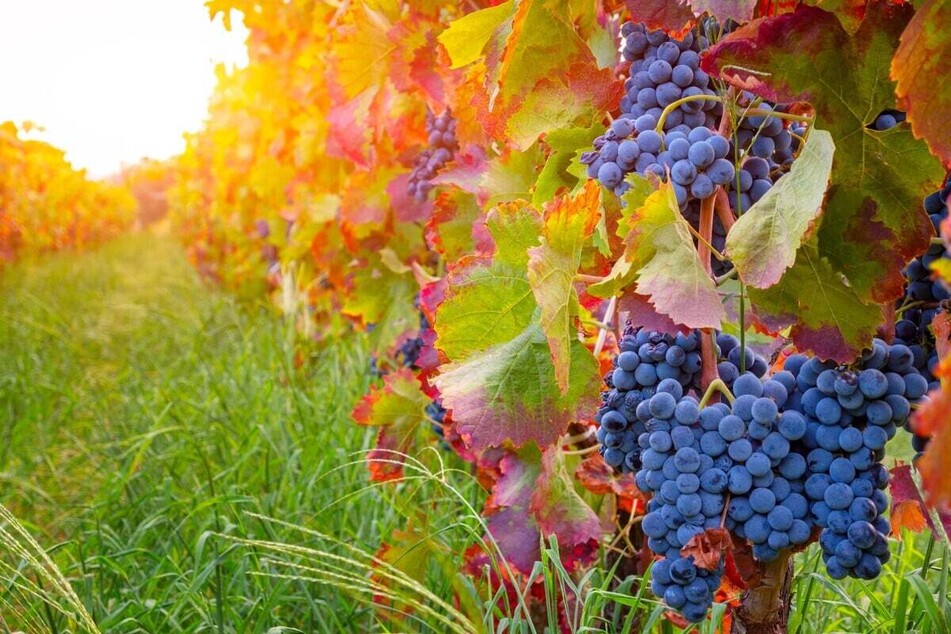 Auch Weintrauben gehören zum beliebten Obst im Herbst.