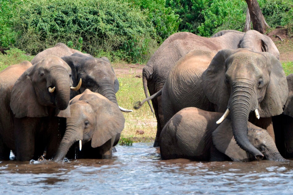 Tödliches Dilemma: Bauern sterben durch Elefanten-Angriffe, doch die Tiere stehen unter Schutz
