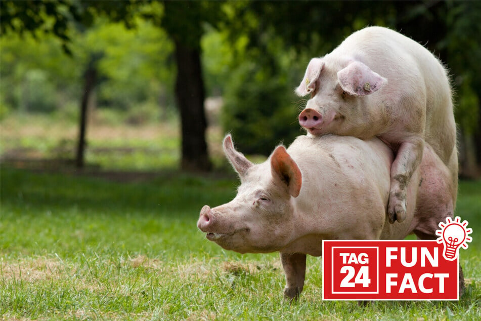 Fun Fact des Tages vom 16.3.2024: Das sollten Schweine-Fans wissen