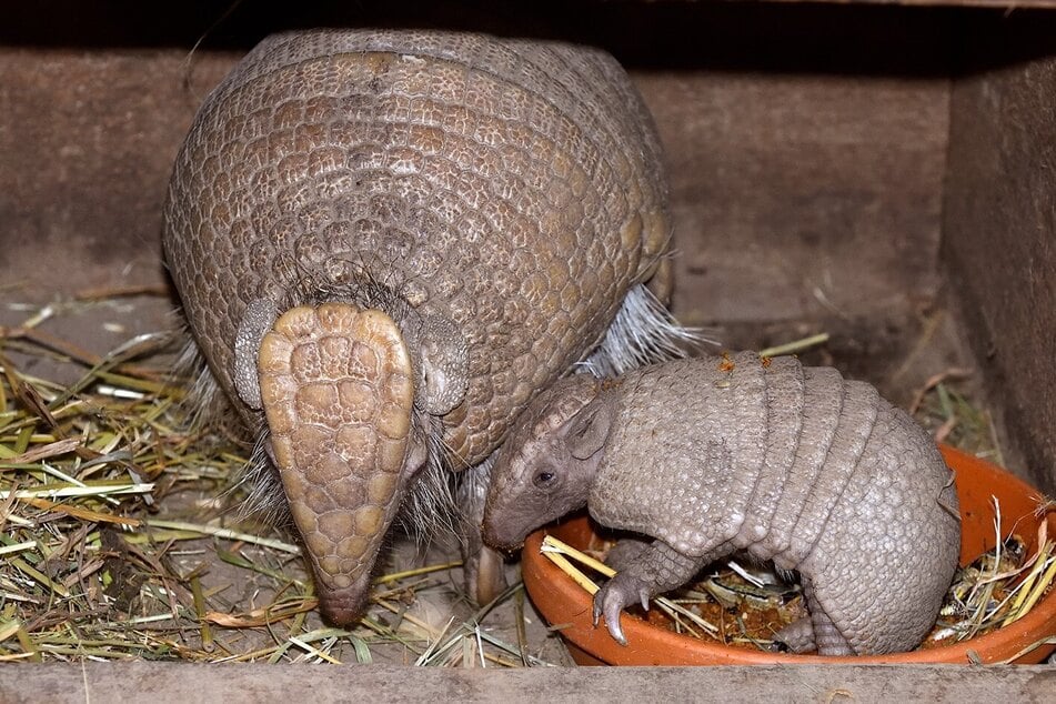 Das junge Südliche Kugelgürteltier kam am 12. April im Kölner Zoo zur Welt.