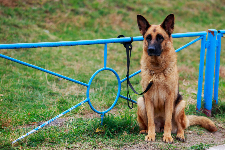 Hund beißt Mann die Nase ab - Polizisten reagieren genau richtig