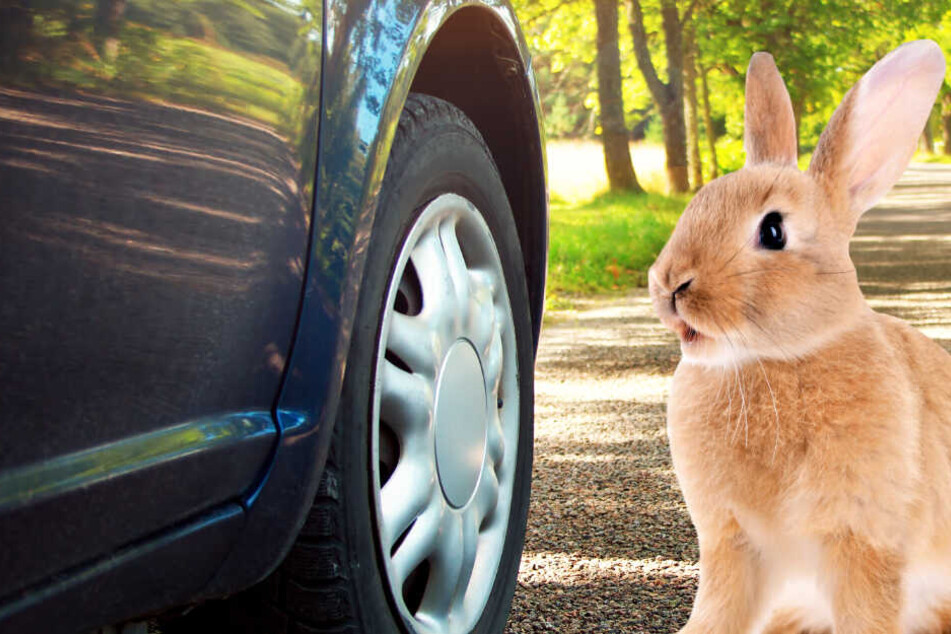 Ob der Hase den Zusammenstoß überlebte ist nicht bekannt (Symbolbild).
