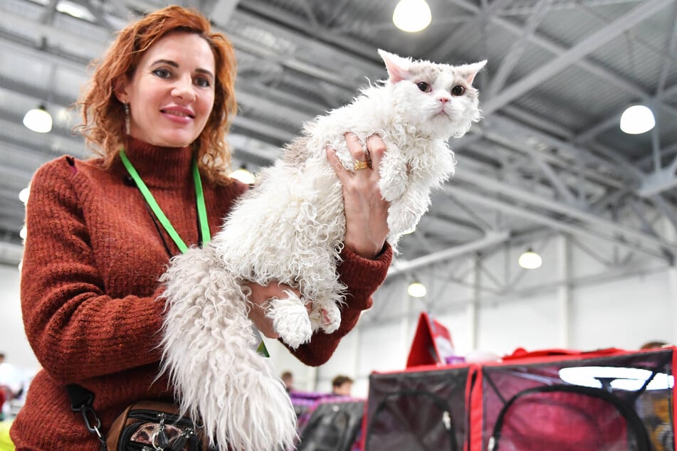 Despite the Selkirk rex's short existence, it has won many awards.