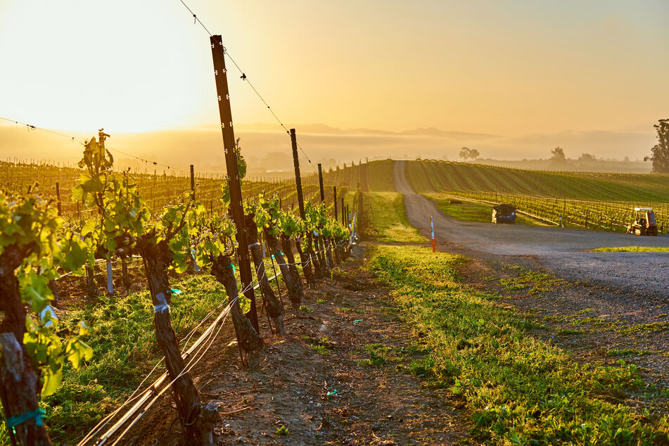 Das Paar wollte das malerische Weinanbaugebiet Nappa-Valley (Kalifornien) erkunden. Doch dann passierte ein schreckliches Unglück.