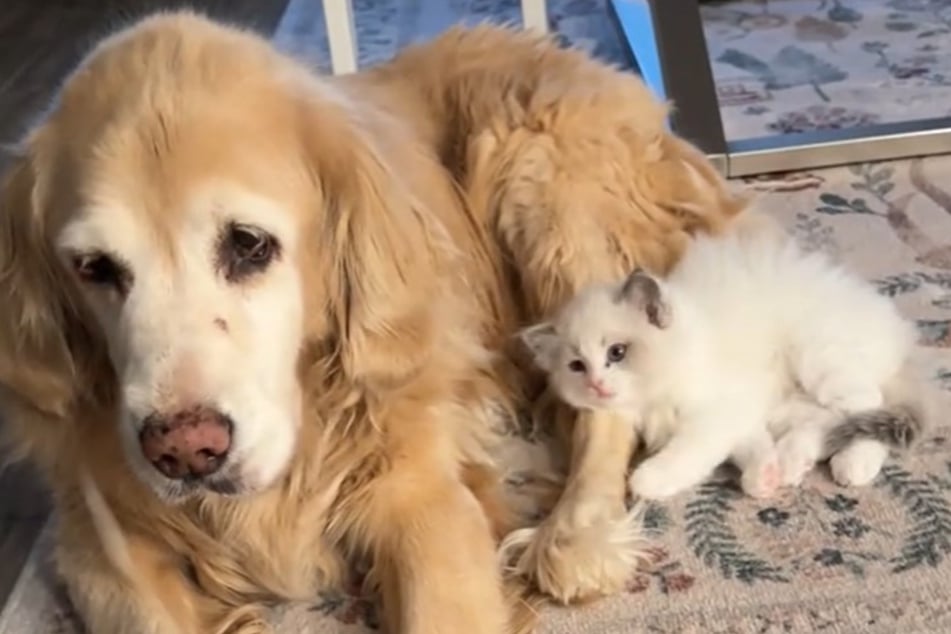 It seems Nugget the kitten may be more fond of Lucy than the dog is of her!