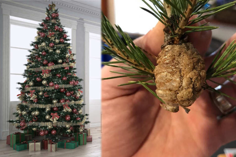 Oh Du Schreckliche: Frau macht Gruselfund in ihrem Weihnachtsbaum