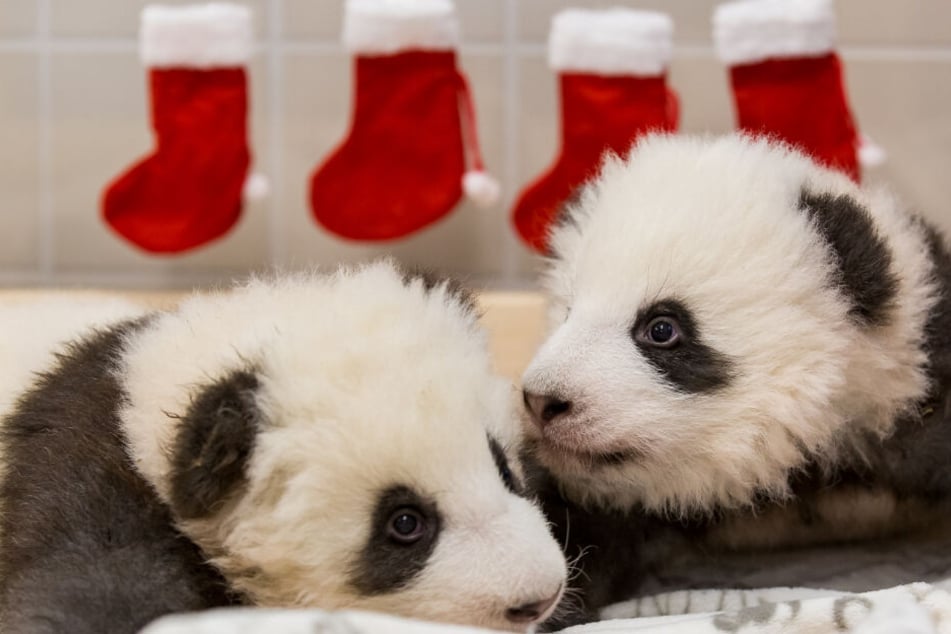 Die beiden Panda-Jungtiere aus dem Zoo Berlin. Im Hintergrund hängen Nikolaus-Socken.