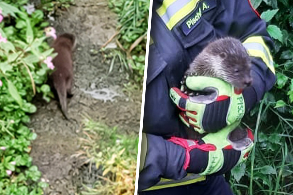 Kleines Tier schreit ganz bitterlich: Feuerwehr rettet elternlosen Otter