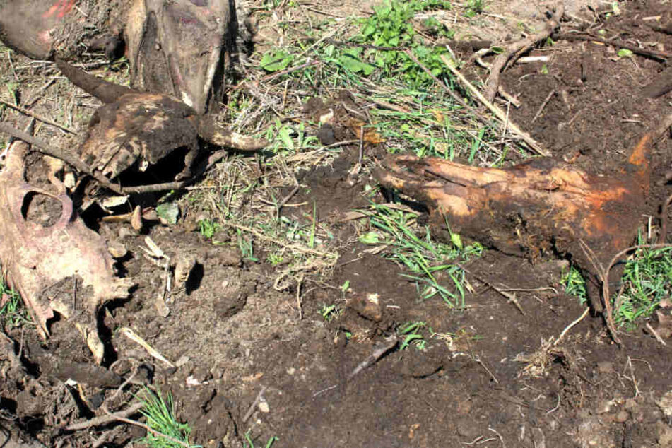 Jahrelang wurden hier illegal tote Tiere entsorgt.