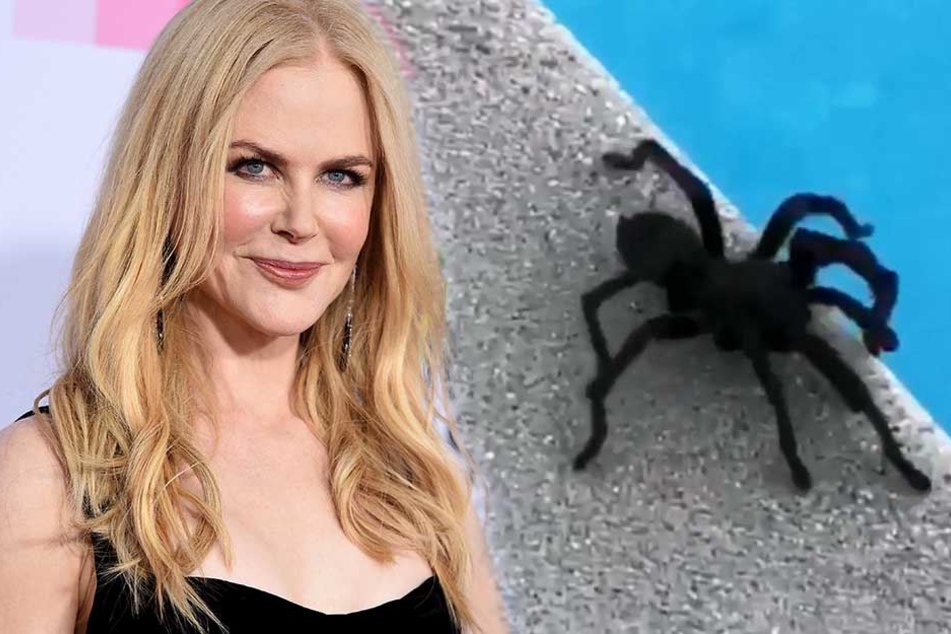 Hollywood-Star findet Monster-Spinne im Garten und ...