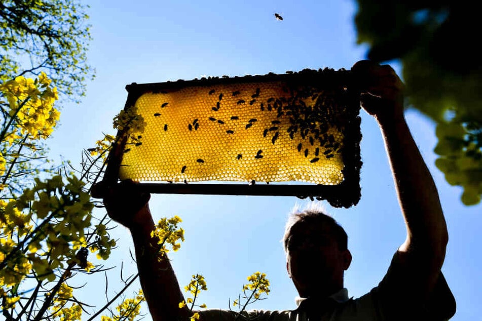 Ein Imker zeigt eine Bienenwabe an einem blühenden Rapsfeld.