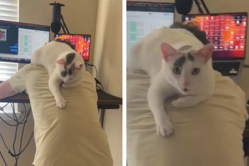 Gandalf the cat prefers to hang out on her human's shoulders, as seen in a viral TikTok!