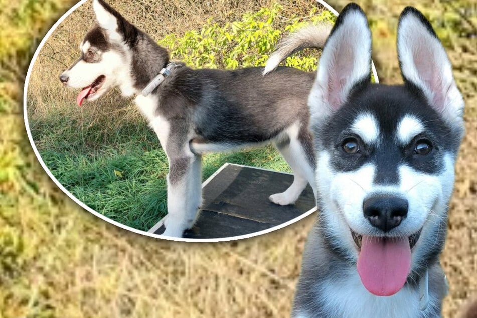 Leipzig: Schwerer Start ins Leben: Husky-Welpe will nach Quarantäne und Beinbruch endlich ankommen