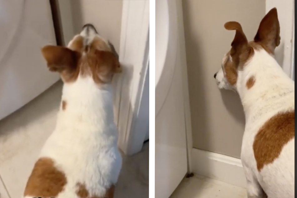 Hund steht mit dem Gesicht zur Wand und starrt in Ecke: Die Wahrheit rührt zu Tränen