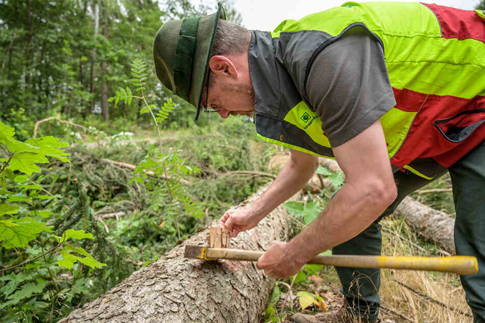 Revierförster Ullrich Göthel (50) schält ein Stück Rinde ab, um die Zahl der Borkenkäfer im Baum abzuschätzen.
