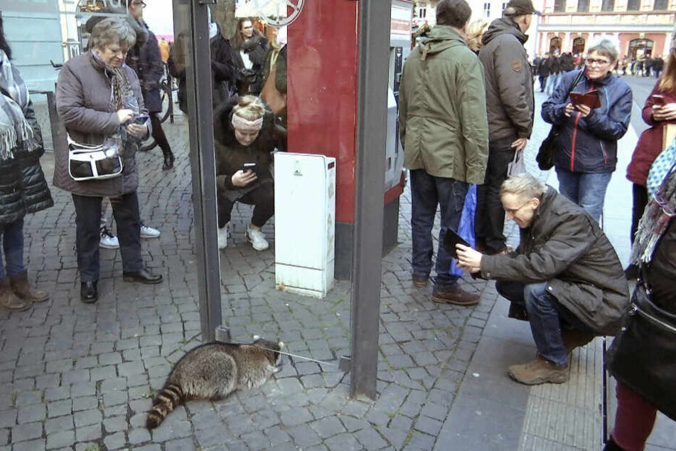 Auch an einer Haltestelle kroch der Waschbär herum.