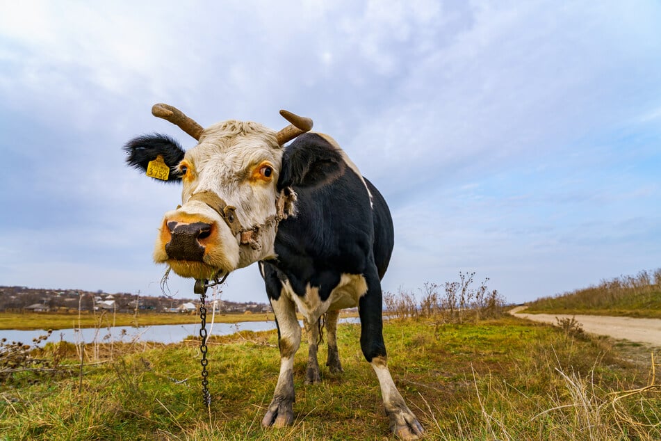 Eine der Kühe sprang über den Zaun und attackierte die Gruppe. (Symbolbild)