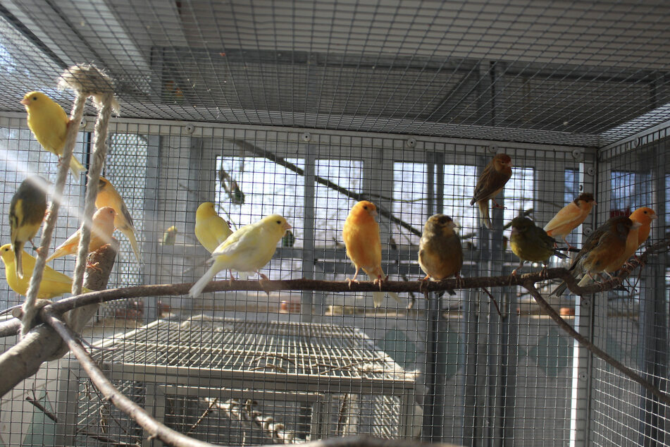 Kanarienvögel sind sehr gesellig und müssen mindestens zu zweit gehalten werden.
