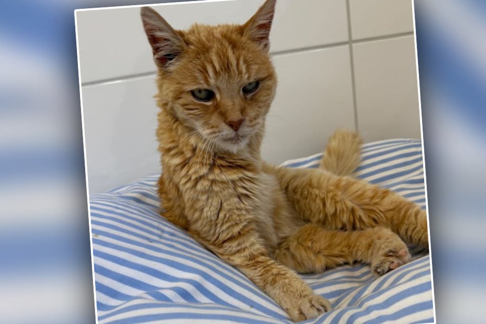 Rübe hat nur noch drei Beine, die Katze kommt jedoch hervorragend mit ihrem Handicap zurecht.