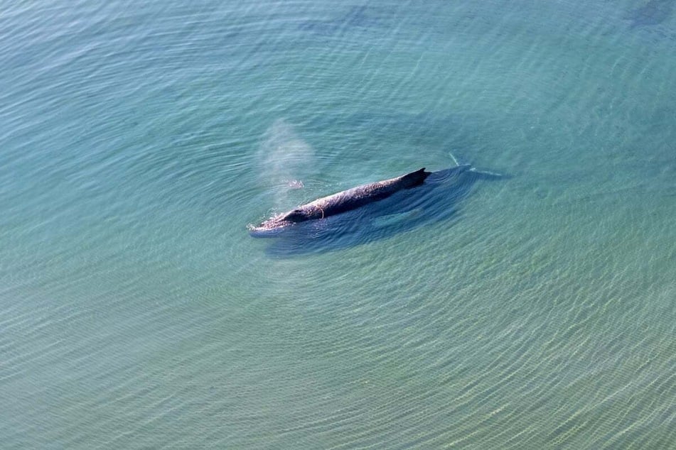 Der Wal ist am Montag am Timmendorfer Strand gestrandet.