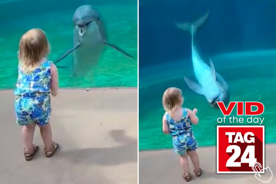 Today's Viral Video of the Day features a little girl who made a friend in an aquatic mammal at a marine park!