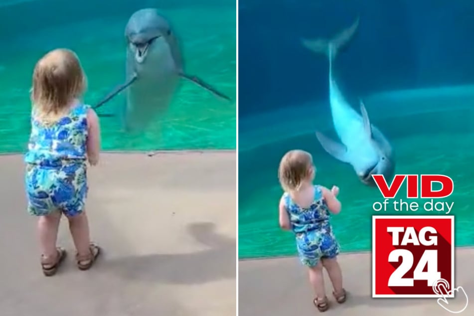 Today's Viral Video of the Day features a little girl who made a friend in an aquatic mammal at a marine park!