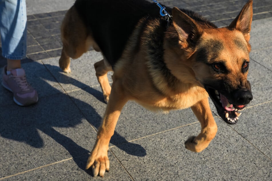 Krankenhaus! Postbotin (41) bei der Arbeit von Hund angefallen