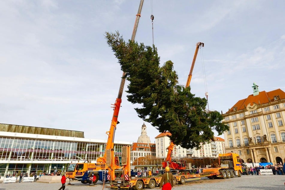 Vor Ort wurde die Veitchs Tanne aufgerichtet ...