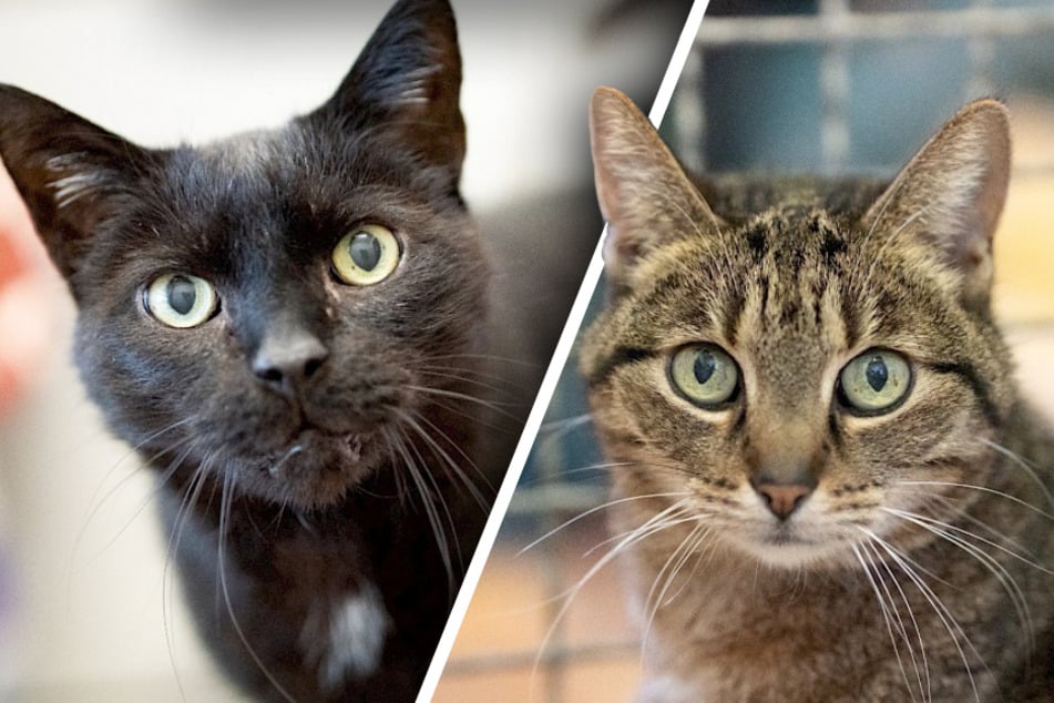 Katzen erleiden traurigen Schicksalsschlag: Jetzt hoffen Tierretter auf ein Wunder