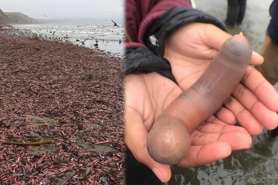 Überall am Strand verteilt liegen die penisförmigen Kreaturen.