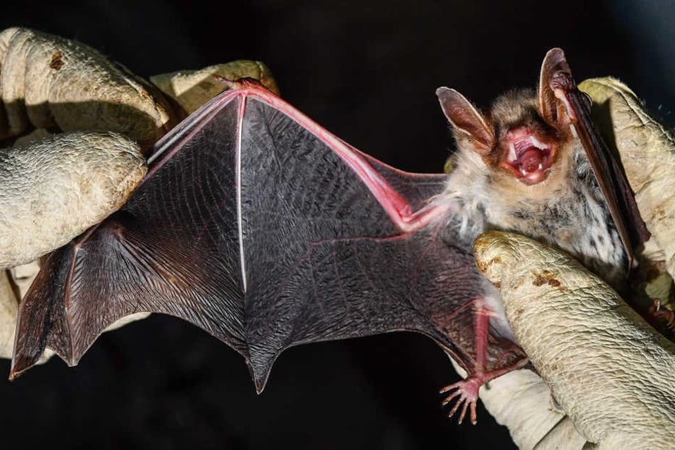 Die ausgestorbene Riesenfledermaus ist viel schwerer und größer als das Exemplar auf dem Foto hier. (Symbolbild)