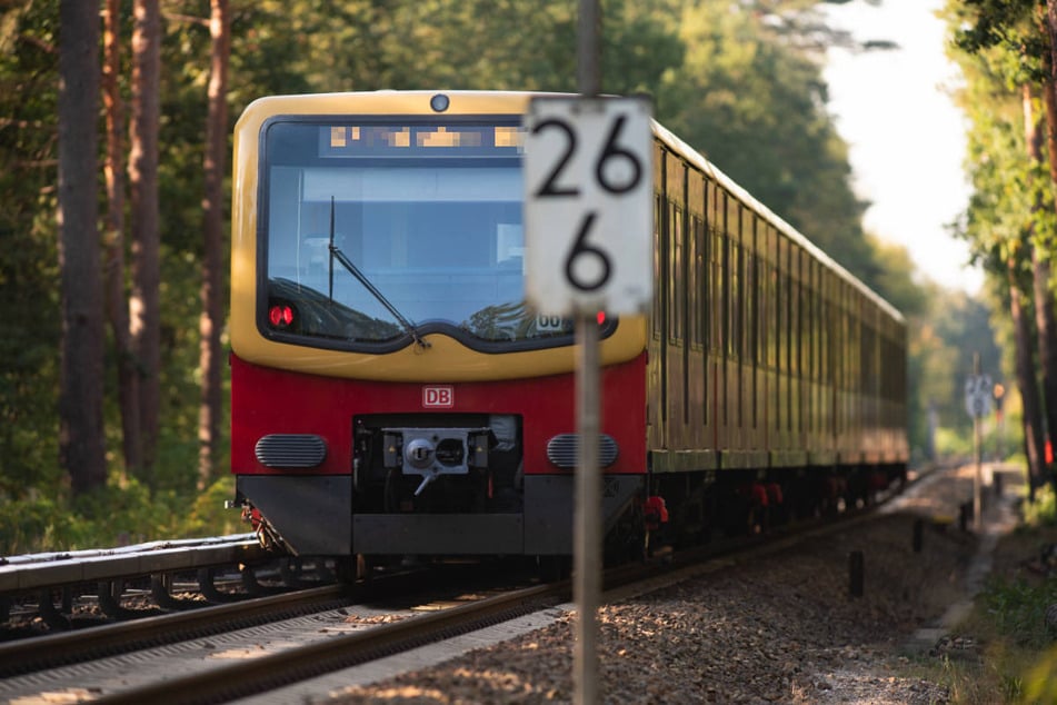 Weil ein Baum auf die Gleise gestützt ist, stehen die Züge der S25 zwischen Tegel und Heiligensee still.