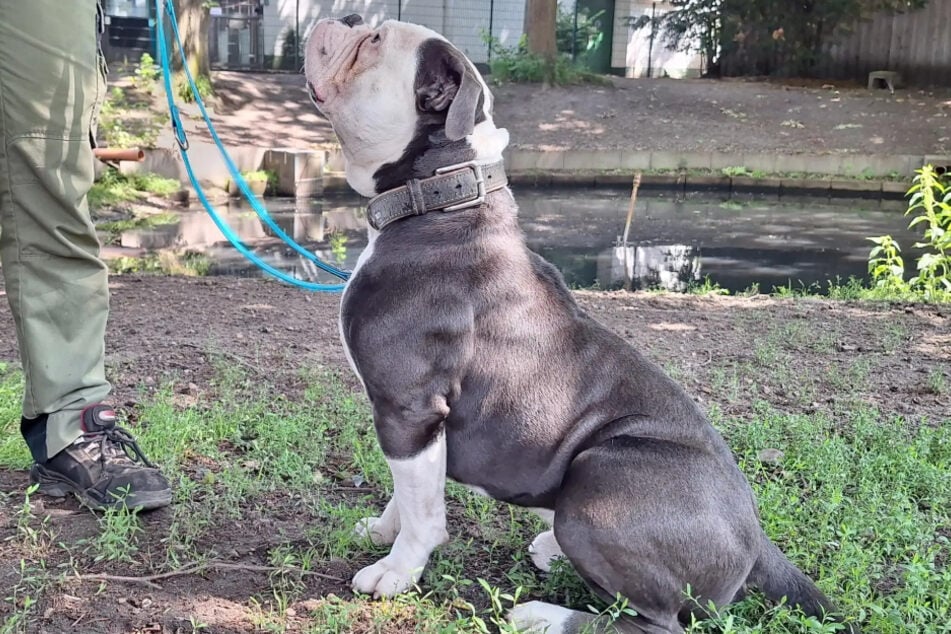 Der Vierbeiner ist kein Hund für Anfänger. Seine ehemaligen Besitzer gaben ihn ab, weil sich mit ihm überfordert waren.
