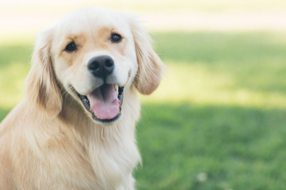 Hundehalter sollten prüfen, ob sie das zurückgerufene Futter gekauft haben. (Symbolfoto)